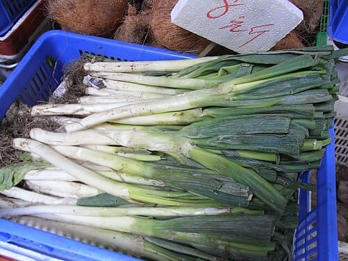 Allium fistulosum