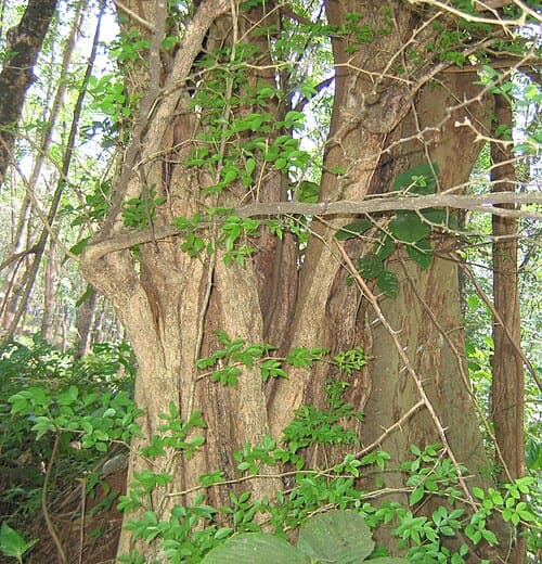 Zanthoxylum armatum