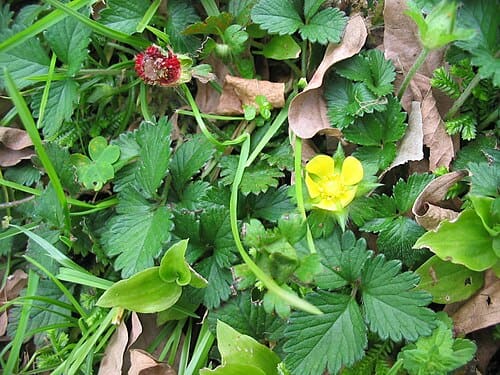 Duchesnea indica