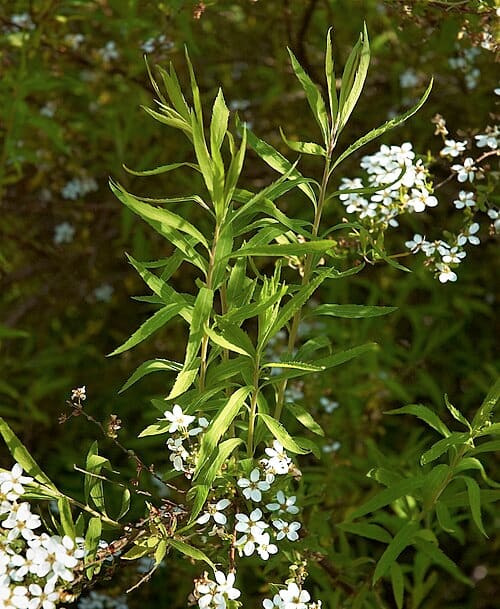 Spiraea thunbergii