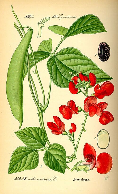 Phaseolus coccineus