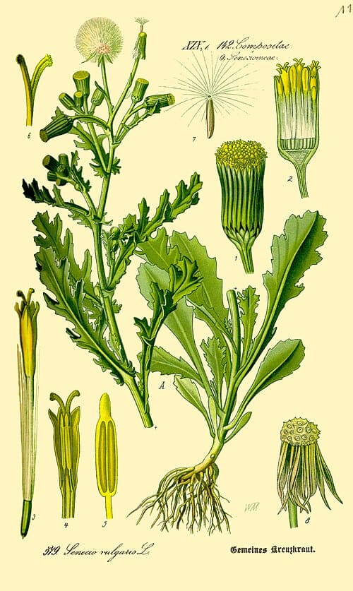 Senecio, standing in for Senecio pseudo-orientalis