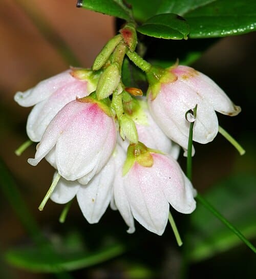 Vaccinium vitis-idaea