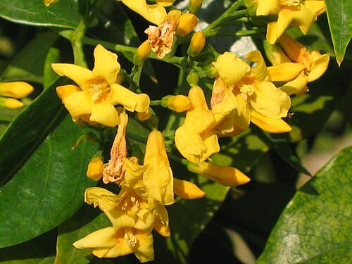 Gelsemium elegans