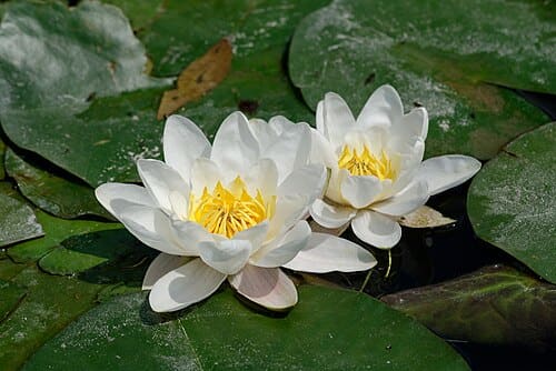 Nymphaeaceae