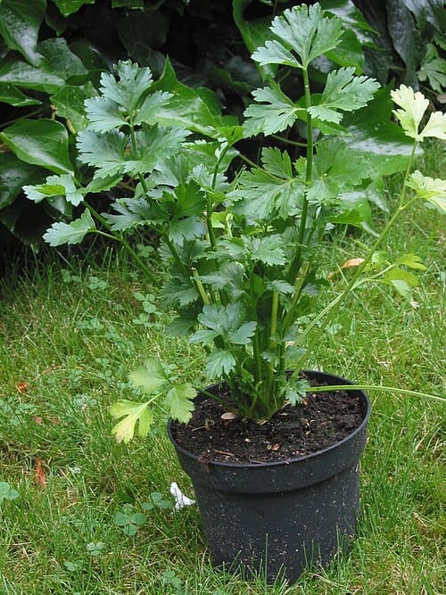 Apium graveolens var. secalinum