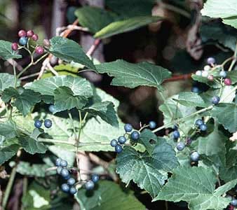 Ampelopsis, standing in for Ampelopsis chaffanjonii