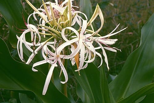 Crinum asiaticum
