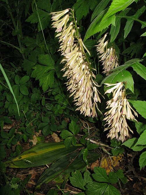 Cremastra appendiculata