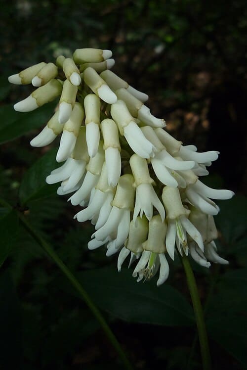Euchresta formosana