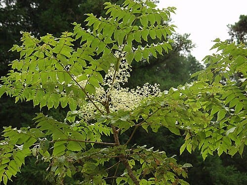 Aralia, standing in for Aralia subcapitata