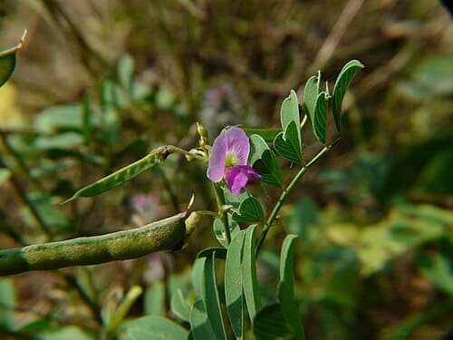 Tephrosia purpurea