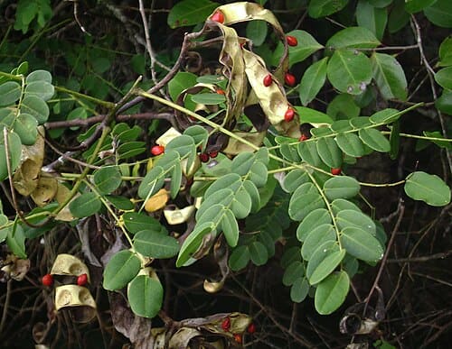 Adenanthera pavonina