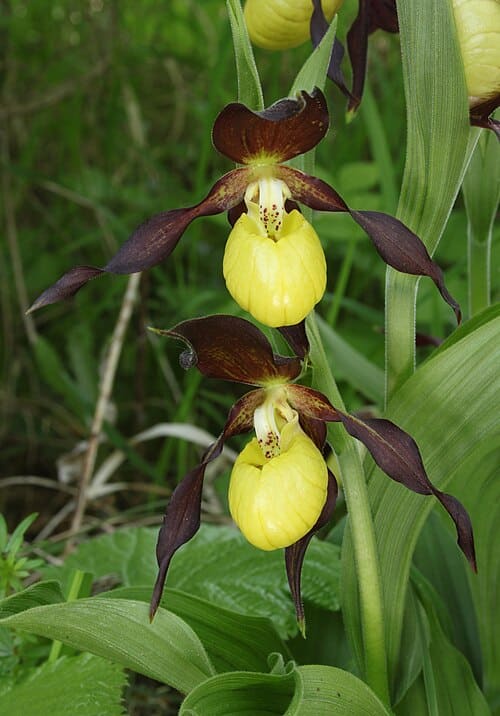 Cypripedium