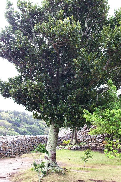 Garcinia, standing in for Garcinia vera