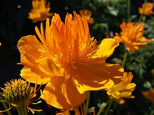 Trollius chinensis