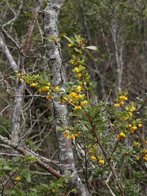 Berberis montana