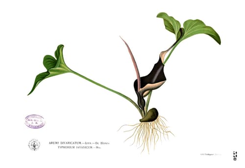 Typhonium, standing in for Typhonium giganteum