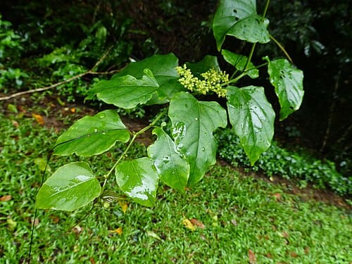 Cissus hastata