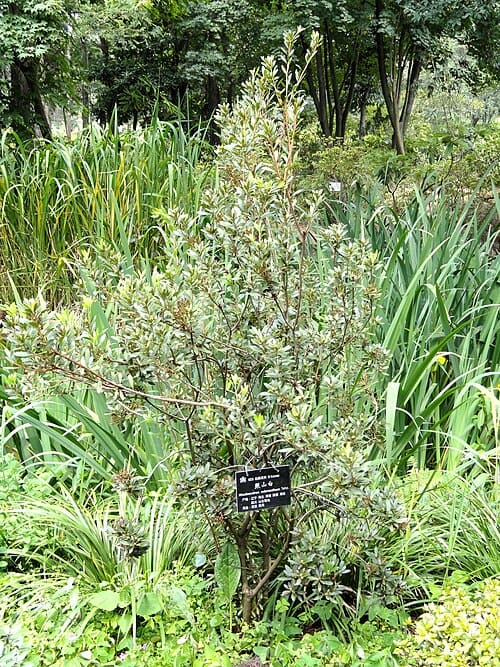 Rhododendron micranthum