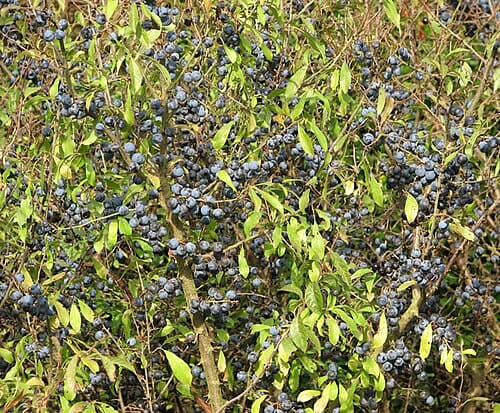 Acacia spinosa