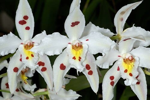 Odontoglossum