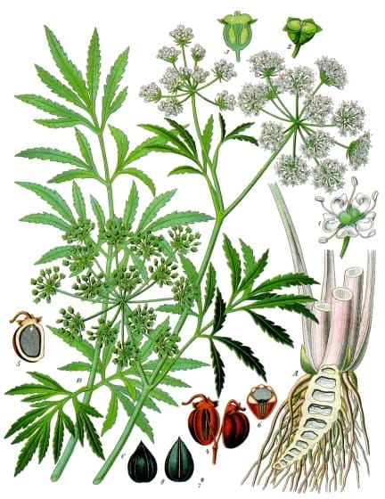 Cicuta virosa
