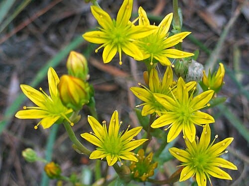 Haplophyllum