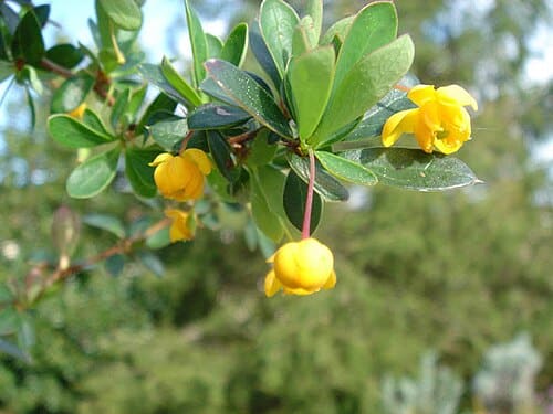 Berberis buxifolia