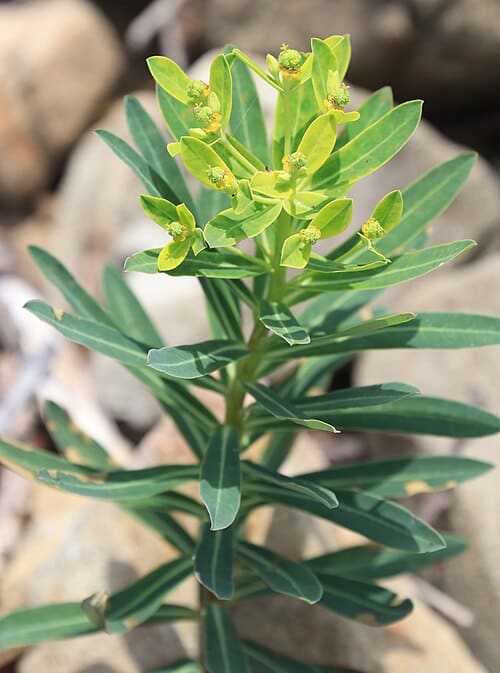 Euphorbia jolkinii