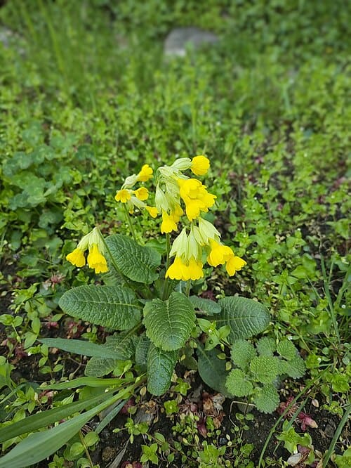 Primula veris