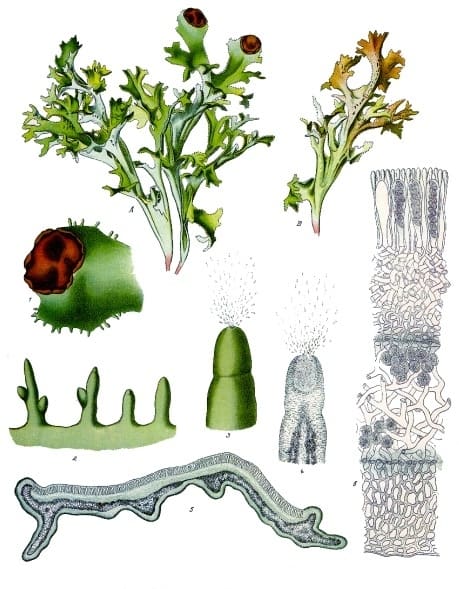 Cetraria islandica
