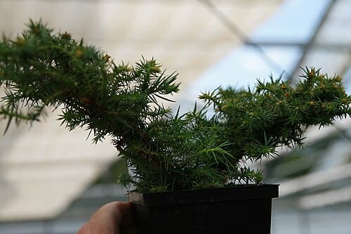 Cunninghamia konishii