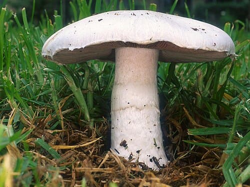 Agaricus, standing in for Agaricus japonicus