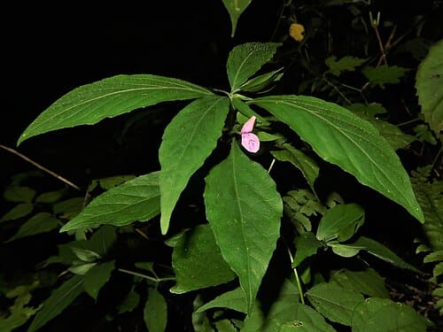 Peristrophe japonica