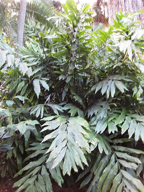 Wallichia, standing in for Wallichia coronata