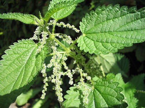 Urtica, standing in for Urtica fissa