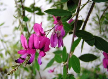 Lespedeza