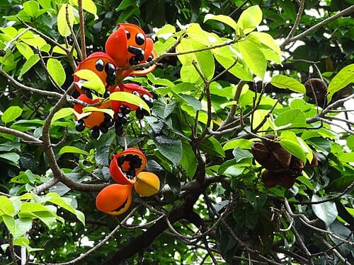 Sterculia lanceolata