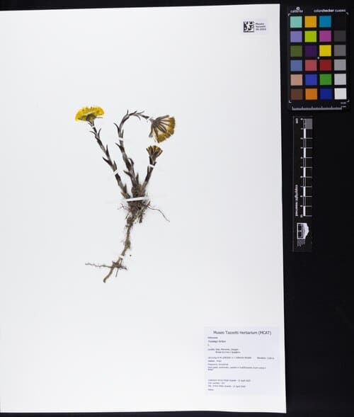 Tussilago farfara
