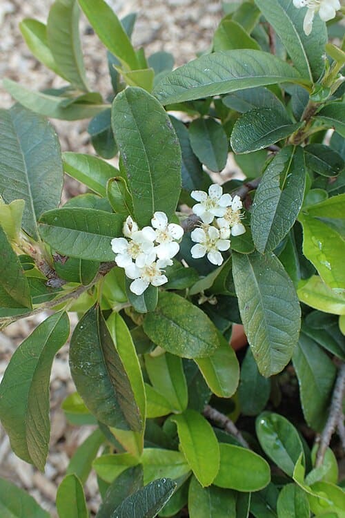 Dichotomanthes tristaniicarpa