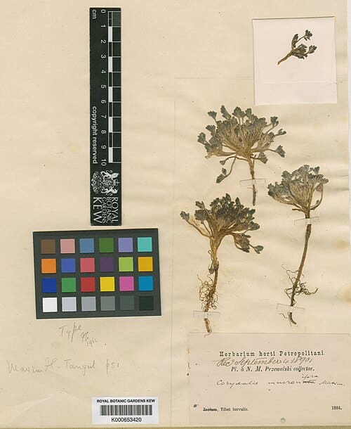 Corydalis mucronifera