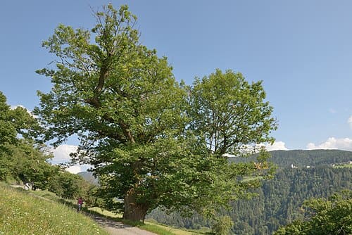 Castanea sativa