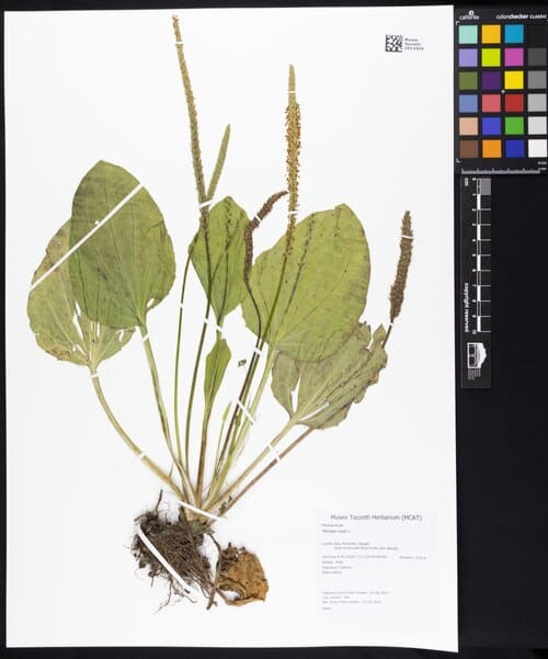 Plantago major