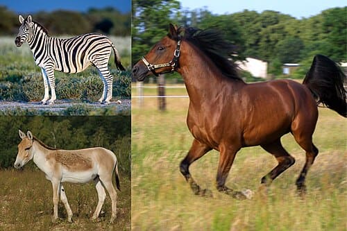 Equus, standing in for Equus gelatin