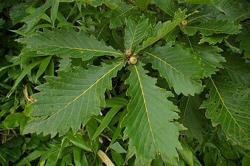Quercus mongolica