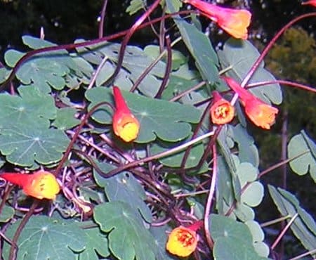 Tropaeolum, standing in for Tropaeolum hexaseed