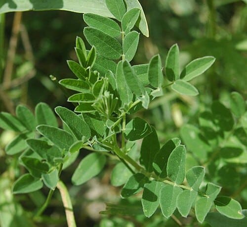 Astragalus membranaceus