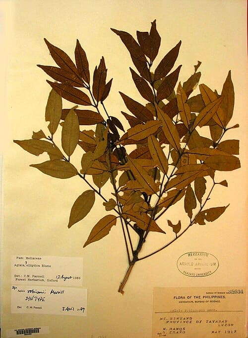 Aglaia elliptica