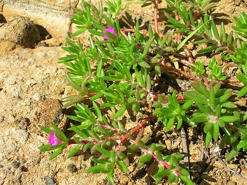 Portulaca pilosa